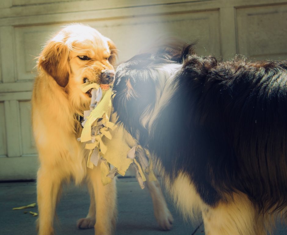 豊橋 狂犬病